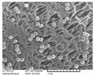 Img Suppliers Sfcu Fig 1