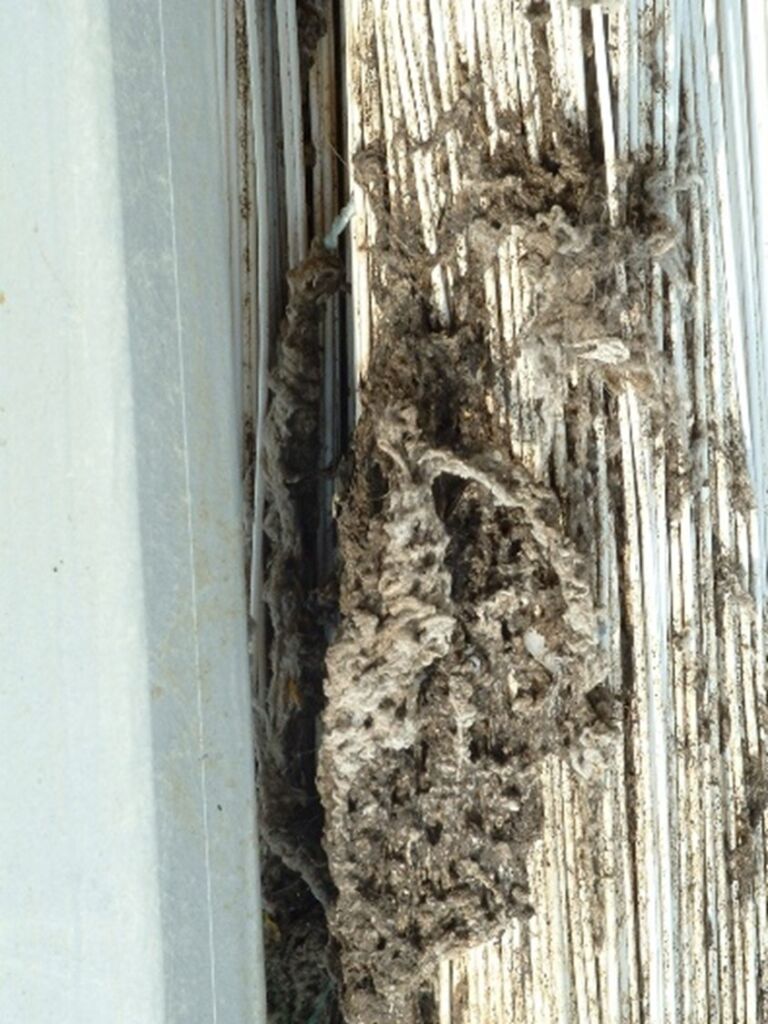 Example of ragging on the outside of a hollow fibre module