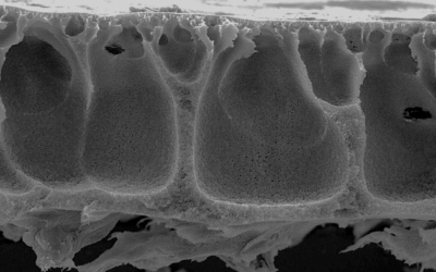 SEM cross-section of the Rising Sun membrane