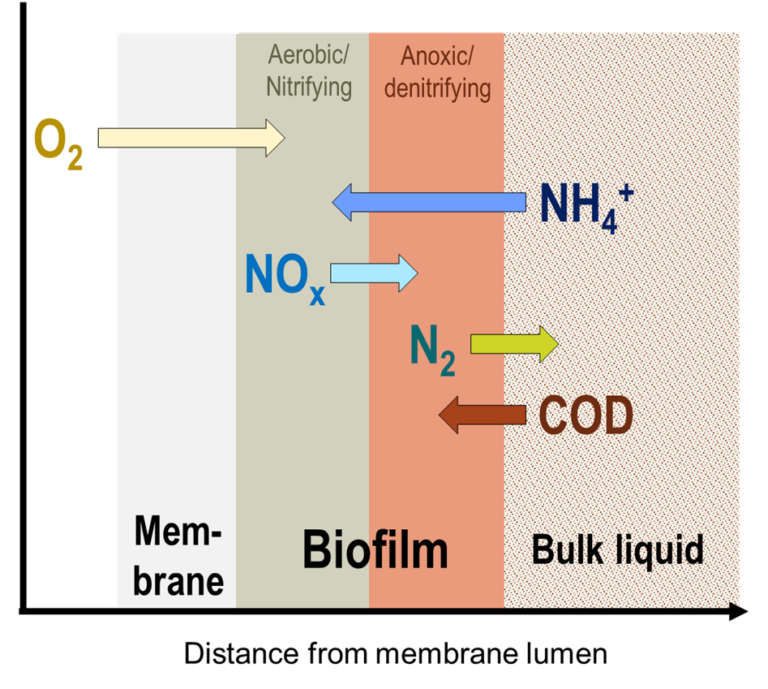 Schematic of MABR biofilm and associated transfer of oxygen, carbon and nitrogen species