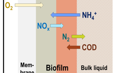 Schematic of MABR biofilm and associated transfer of oxygen, carbon and nitrogen species