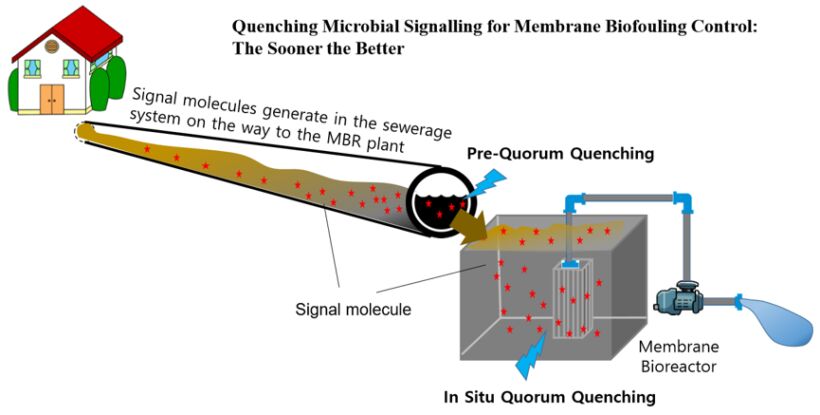 Figure 2.  Illustration of quorum quenching microbial signalling for membrane biofouling control (Yu et al) | Features imstec 2020 fig 2