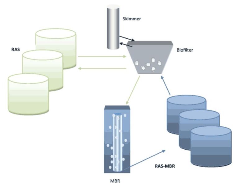 Laboratory pilot plant set-up, RAS and RAS-MBR