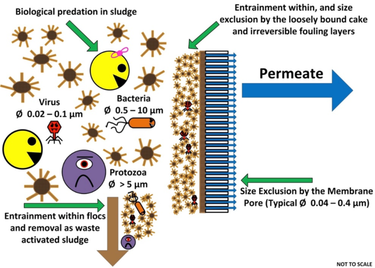 Depiction of pathogen removal mechanisms in MBRs (adapted with permission from Branch et al., 2014)