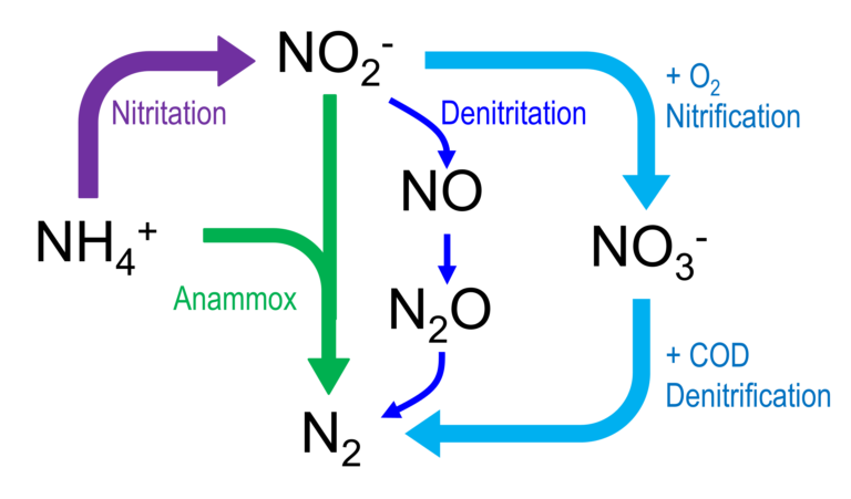 Nitrogen biochemical pathways: nitritation, denitritation, nitrification and denitrification