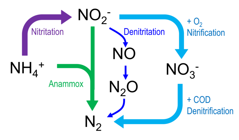 Nitrogen biochemical pathways: nitritation, denitritation, nitrification and denitrification