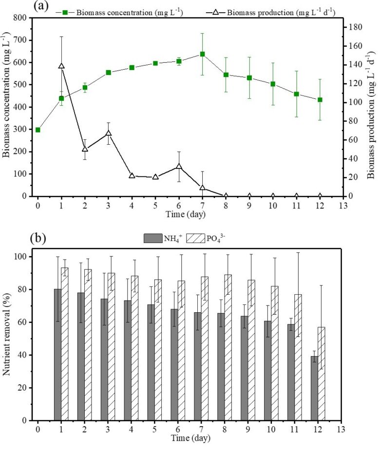 Figure 4.  MPBR (a) biomass concentration and production rate, and (b) nutrient removal efficiency | Feature an MBR MCT fig 4