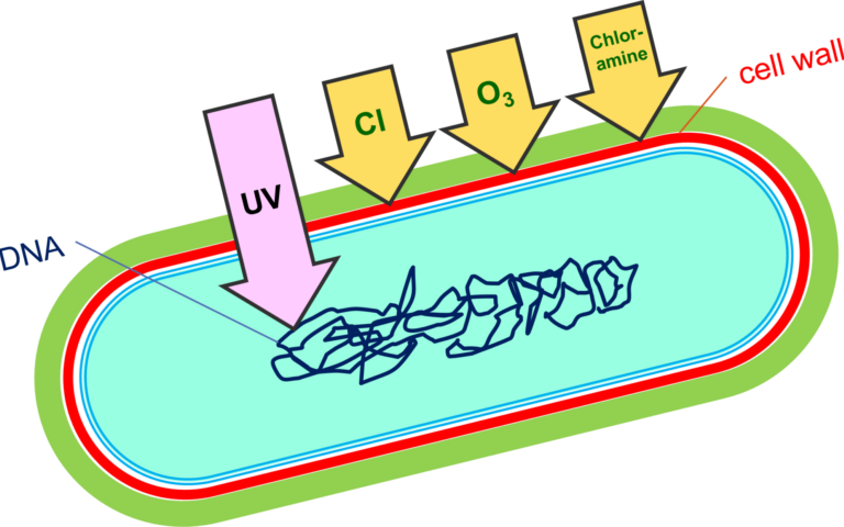 Disinfection technologies acting on a single bacterium