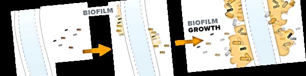 MABR biofilm growth development, schematic