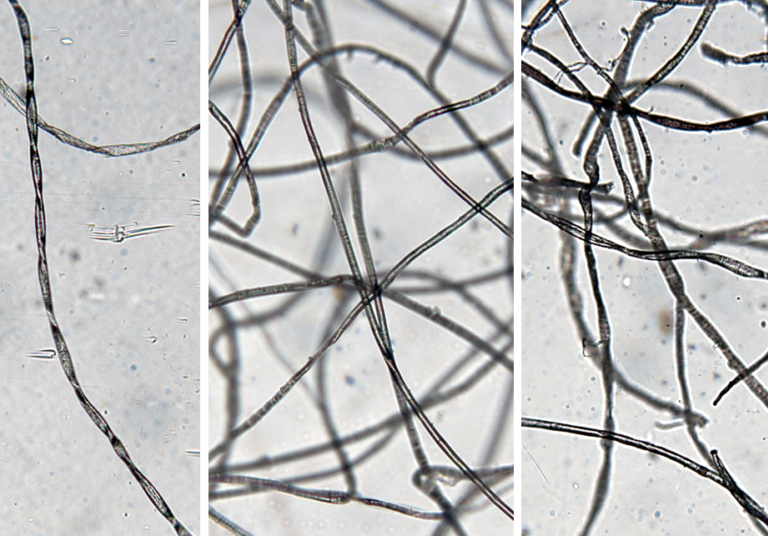 Microscopic images of (a) cotton wool, (b) MBR rag and (c) lint