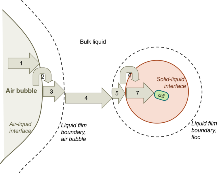 Transport of oxygen from air bubble to bacterial cell