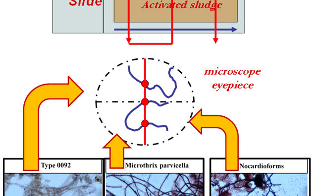 Filamentous intersections