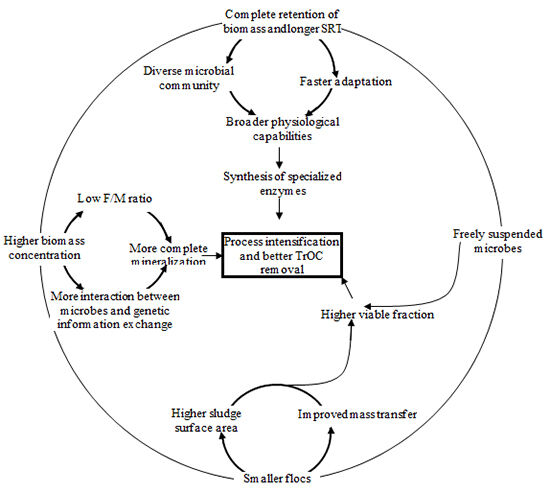 Conceptual schematic of enhanced TrOC removal by MBR (adapted from Hai et al, 2014)