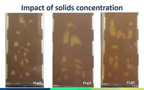 Clogging versus fouling in immersed membrane bioreactors